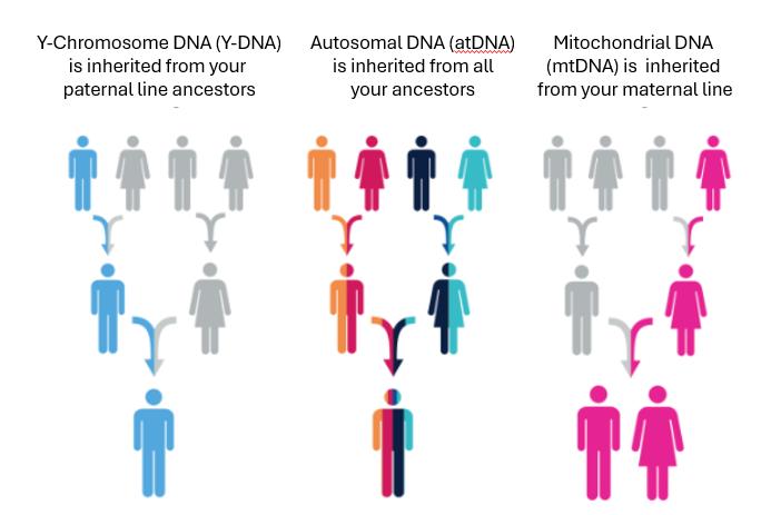 DNA inheritance diagram